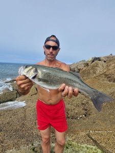 European Bass (Seabass)