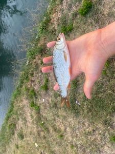 Roach