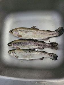 Rainbow Trout