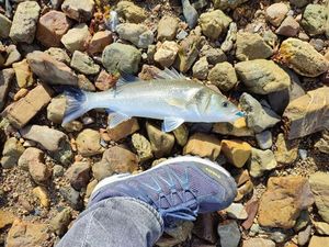 European Bass (Seabass)