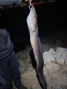 Conger