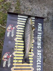 Brown Trout