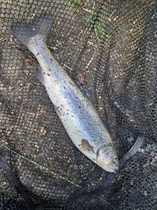 Rainbow Trout