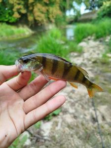 European Perch