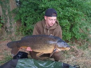Common Carp