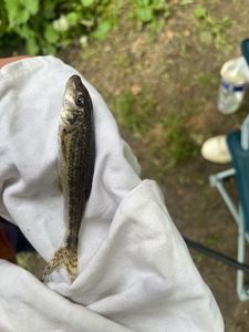 Common Minnow