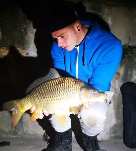 Common Carp