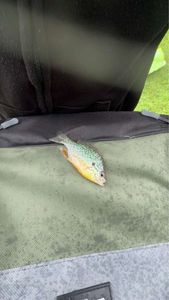 Green Sunfish
