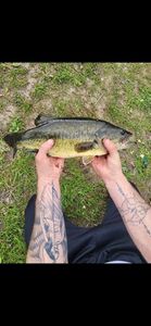 Largemouth Bass