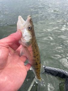 Zander