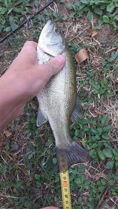 Largemouth Bass