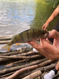 European Perch