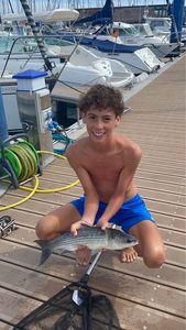 Thicklip Grey Mullet