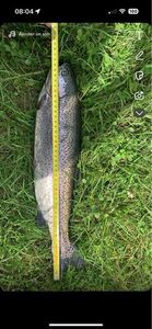 Cutthroat Trout