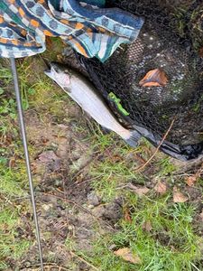 Rainbow Trout