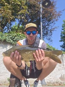 Common Carp