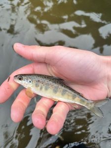 Atlantic Salmon (Juvenile)