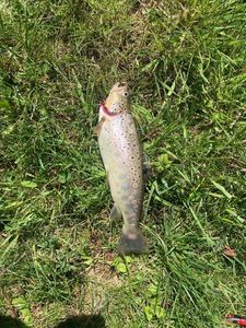 Brown Trout