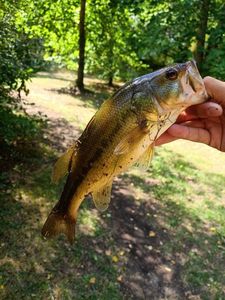 Largemouth Bass