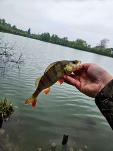 European Perch