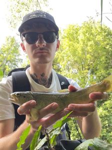 Brown Trout