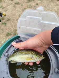 Largemouth Bass