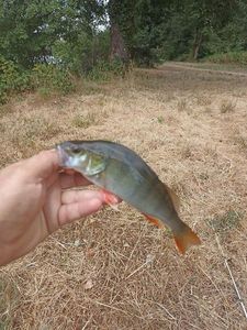 European Perch