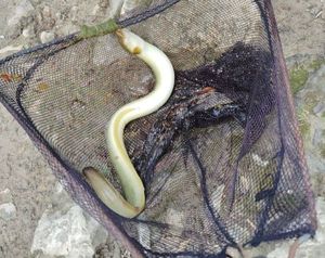 European Eel (Common Eel)