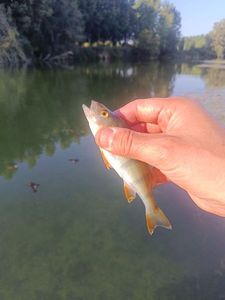 European Perch