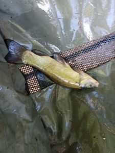 Tench