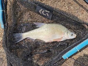 Common Bream