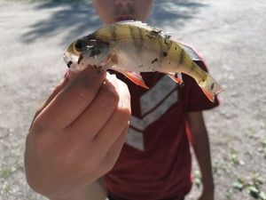 European Perch