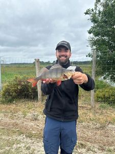 European Perch
