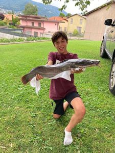 Black Bullhead