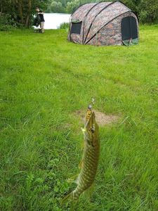 Northern Pike
