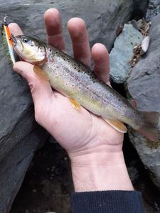 Brown Trout