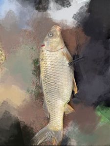 Common Carp