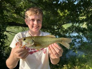 Largemouth Bass
