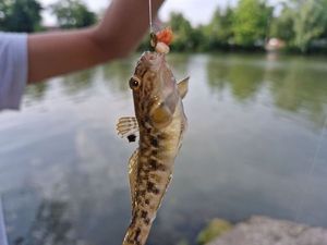 Round Goby