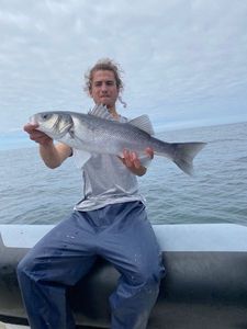 European Bass (Seabass)
