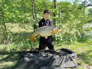 Common Carp