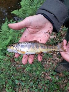 Brown Trout