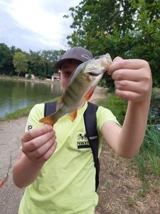 European Perch