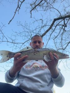 Zander