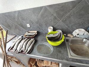 Rainbow Trout