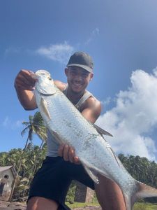 Tarpon