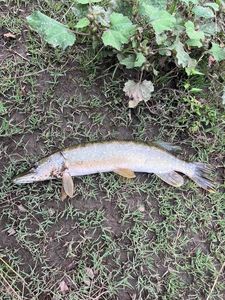 Northern Pike