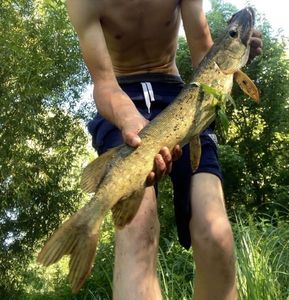 Northern Pike