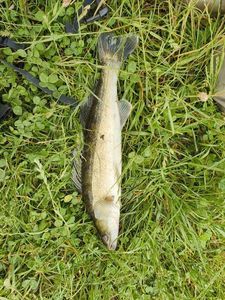 Zander