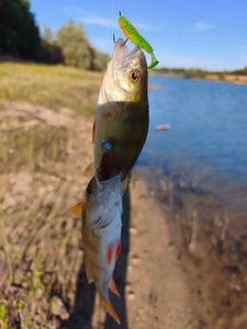 European Perch